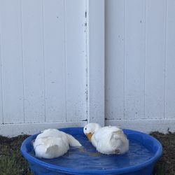 Ducks and Duck Pool 