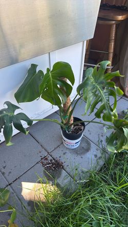 Monstera plant