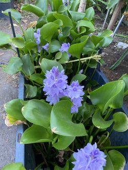 Live Water Hyacinth Aquatic Plants