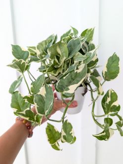 Pothos N'Joy Plant 4" Pot - Indoor House Plants