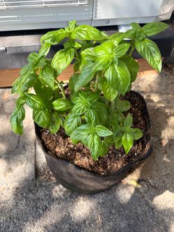 Big Basil