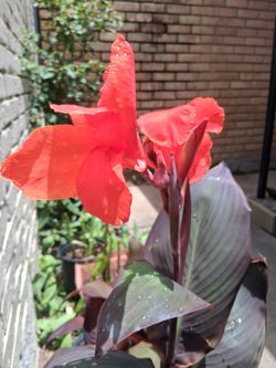 Canna Plants / Coyoles (red flowers)