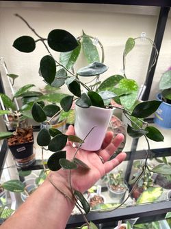 Hoya Chouke