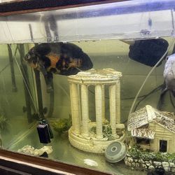Fish tank