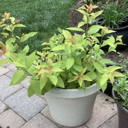 Plants.  Spirea Shrub