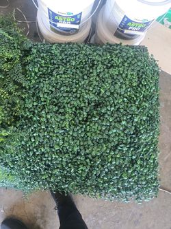 New boxwood hedges 20" x 20"