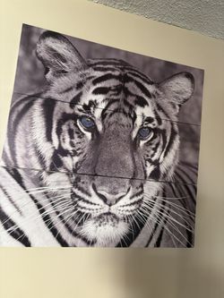 Tiger W Blue Eyes Picture For Decoration