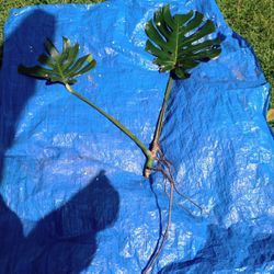 Monstera Plant Cutting ( Pls Read Description Below)