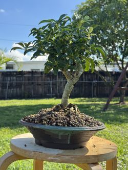Hawaiian Umbrella In Japanese Pot 