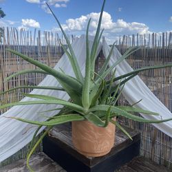 Large Aloe Plant 