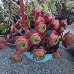 4  Gorgeous red rose aeonium succulent Cuttings Limited offer Hurry