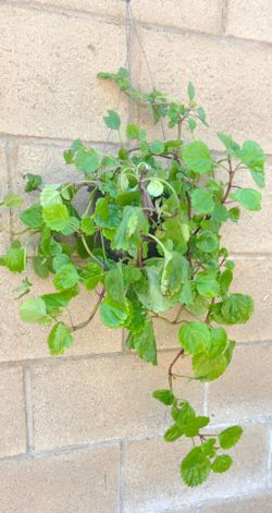 Hanging Plant De La Abudansia
