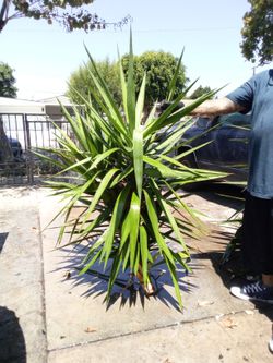 Med Size Tree