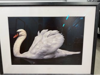 Framed Swan Photo
