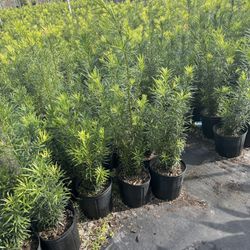 Podocarpus 3 Gallon 