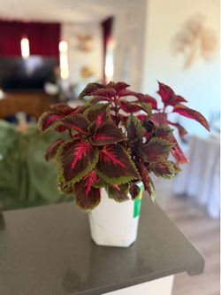 Vibrant Coleus Plant – Gorgeous Bright Pink & Purple Foliage!
