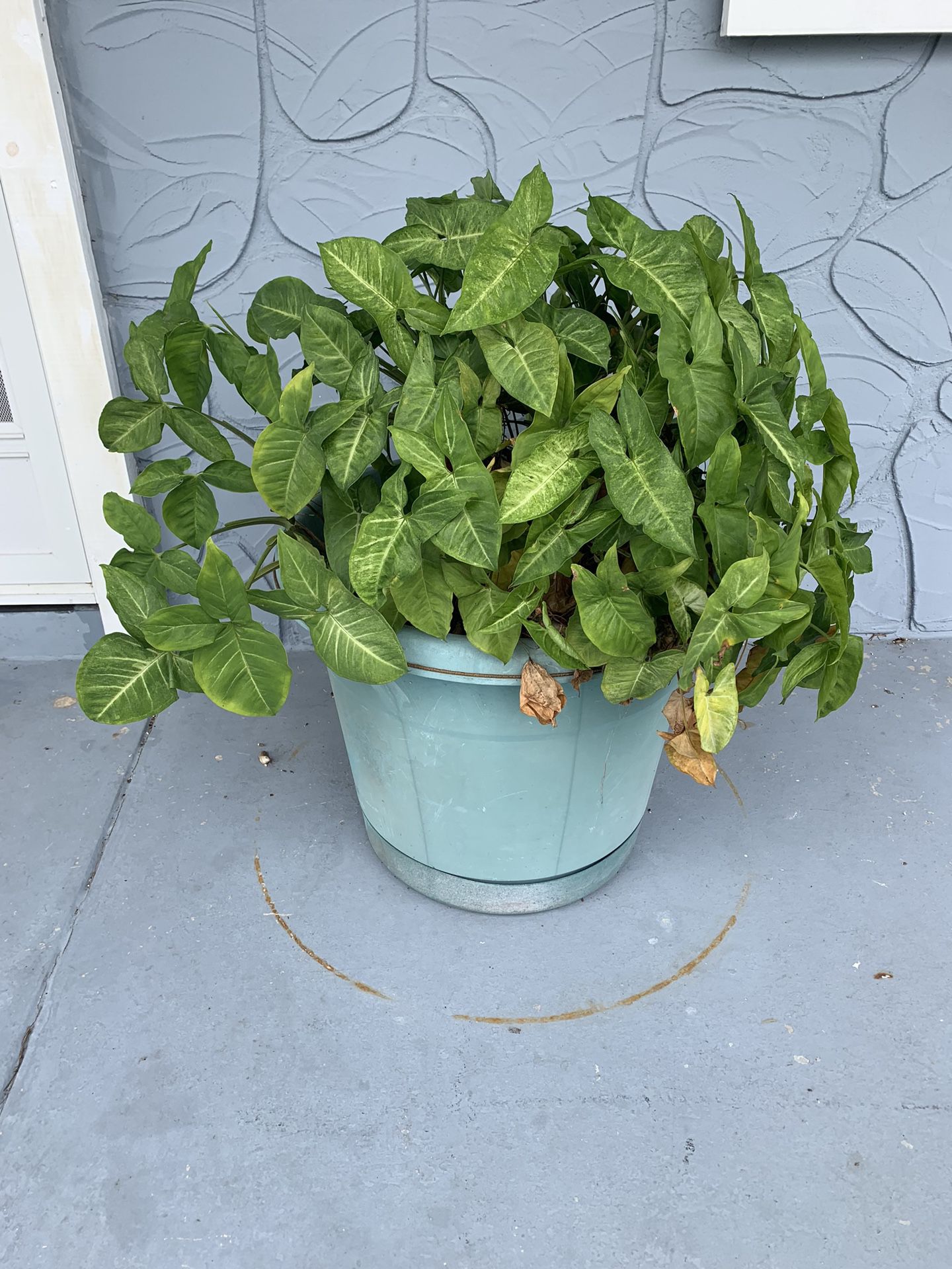 Large Pot for Outside Plants