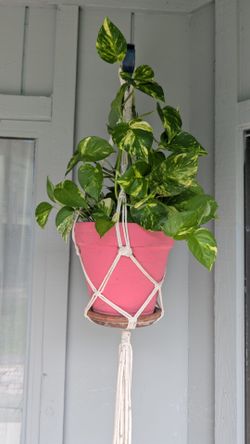 Various pothos terracotta pot in a hanging basket and hook (established roots)