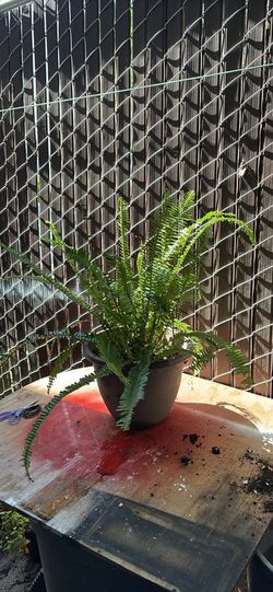 Planta de Elecho