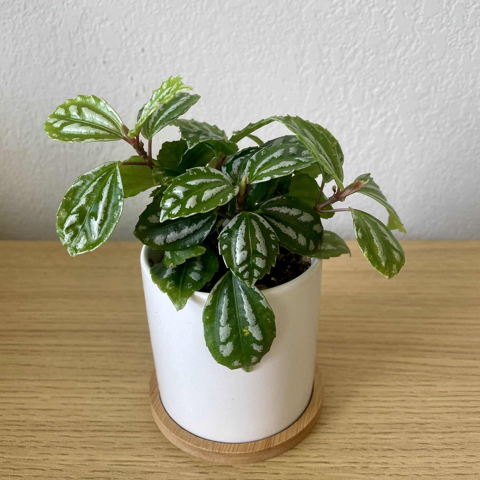 Pilea Cadierei Friendship Houseplant Plant In 3in White Ceramic Pot With Bamboo Saucer 