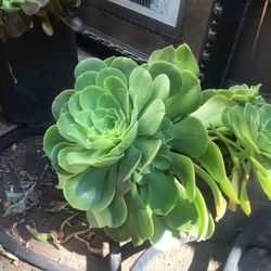 Succulent For Sale