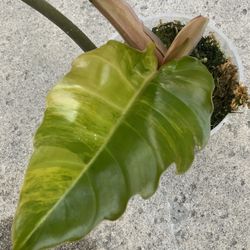 Philodendron Caramel Marble Variegated Top Cut Rooted