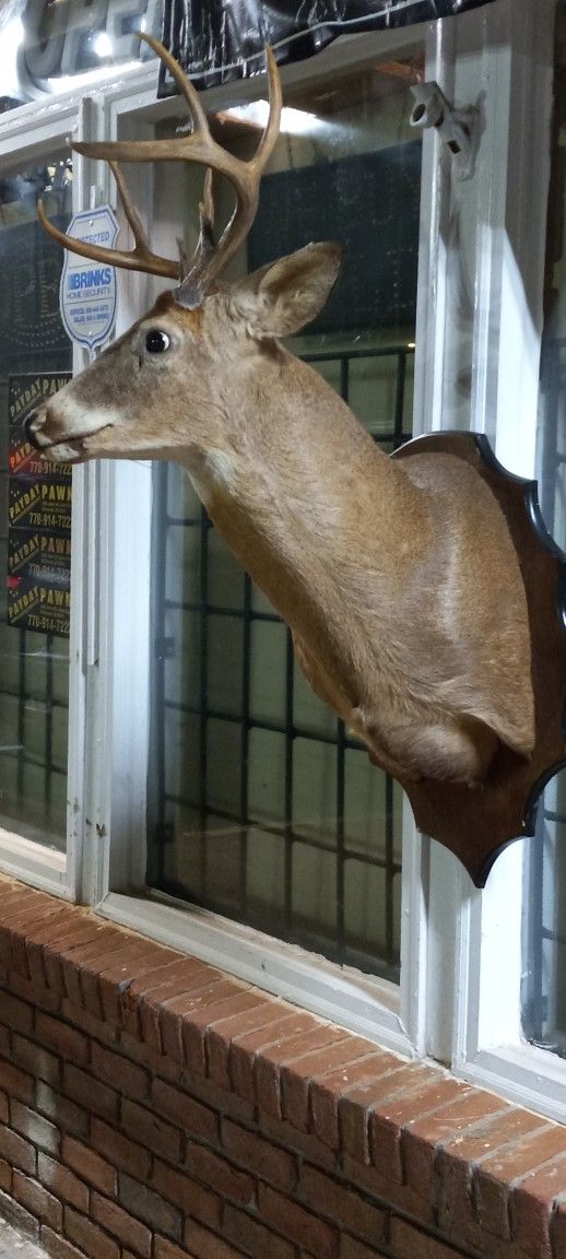 Deer Head Mount Taxidermy Deer On Shoulder Mount Wall Decor