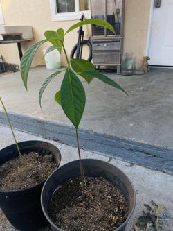 Arbol De Aguacate