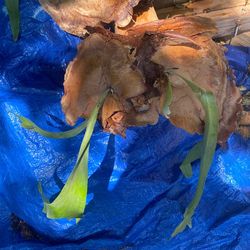 Staghorn Fern Starters