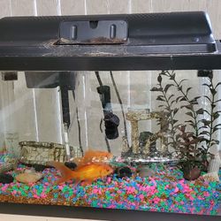 Aquarium With Accessories and fishes