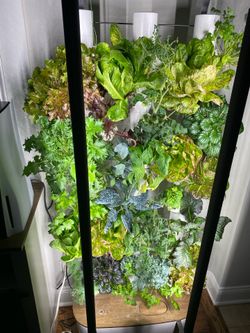 Hydroponic garden