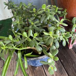Jade Plant For Sale