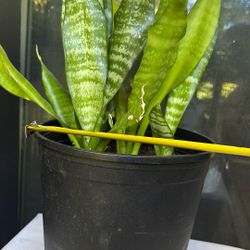 Snake Plant 