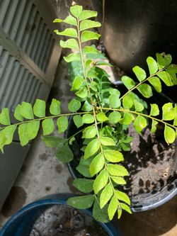 Curry Plant