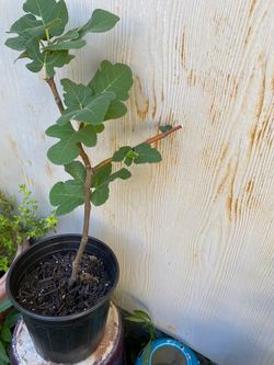 Live Fig Tree Sapling in Pot