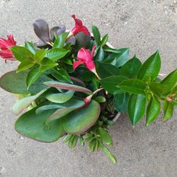 Succulent 