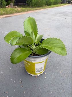 Kalanchoe
