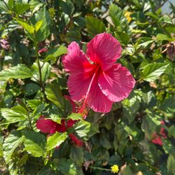 Hibiscus Plants