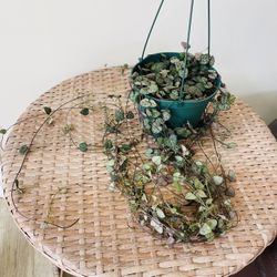 String Of Hearts Plants