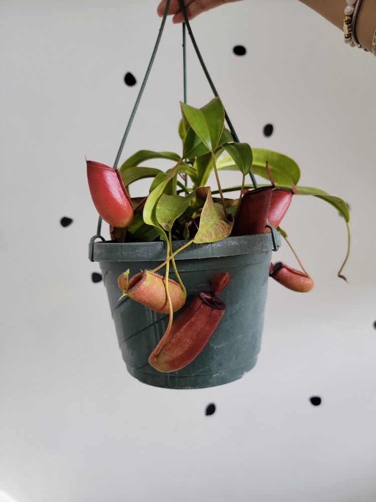 Pitcher Plant LADY LUCK RED 