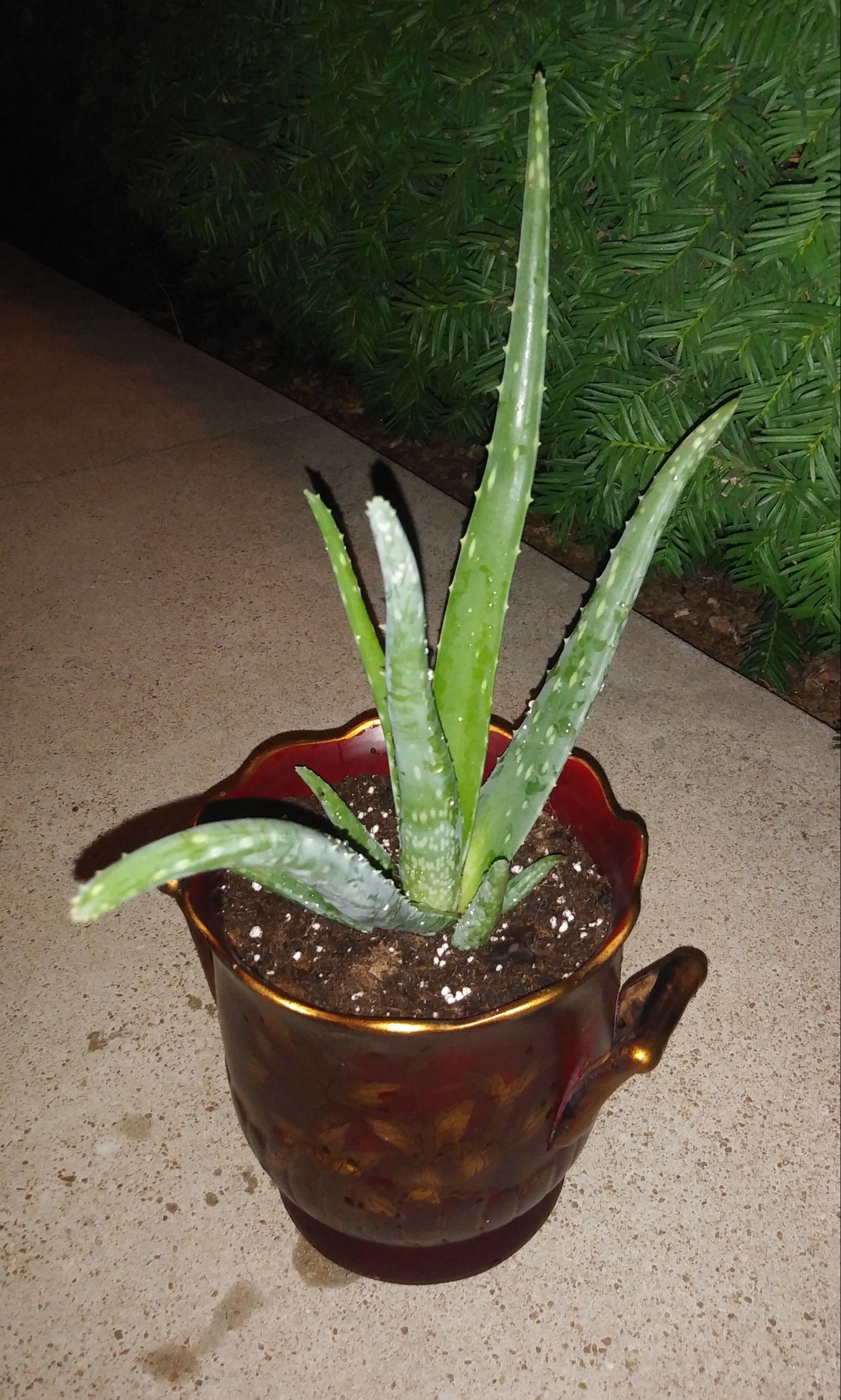 Aloe Vera plant in beautiful pot