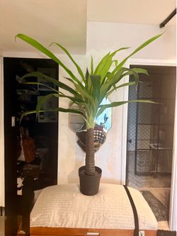 Artificial Yucca Plant