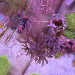 Waving Hand Anthelia Frag