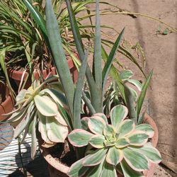 Plant and pot outside plant