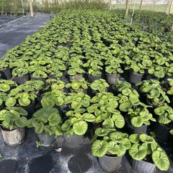 Farfugium 3gal
