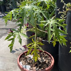 Papaya Tree