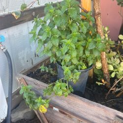 Mint Plant
