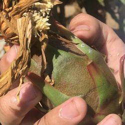 Dragon fruit plants-AX variety gives green skin pink flesh fruit