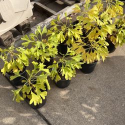 Ginkgo Tree Seedlings 