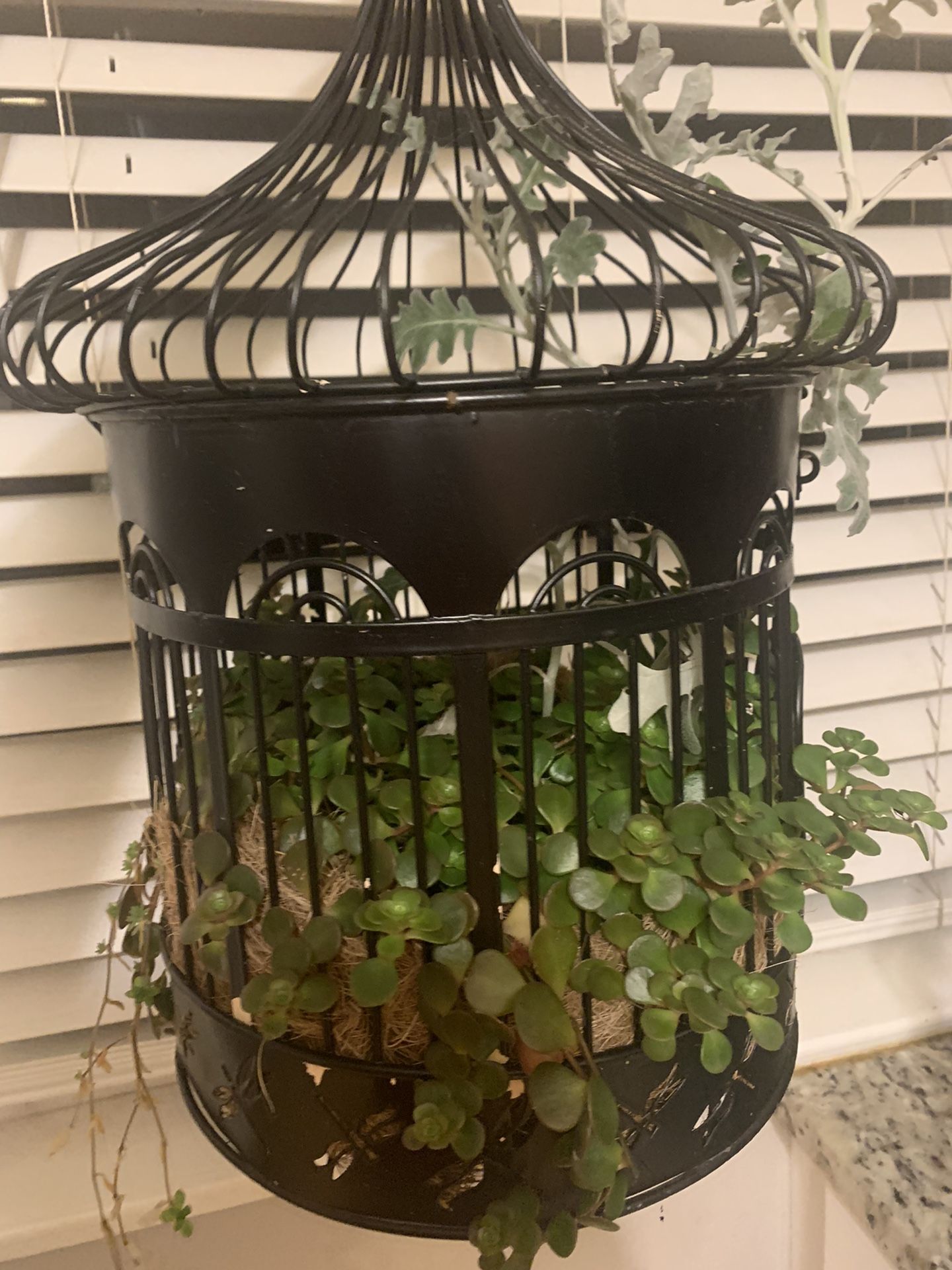 Succulents Plants In Vintage Metal Cage